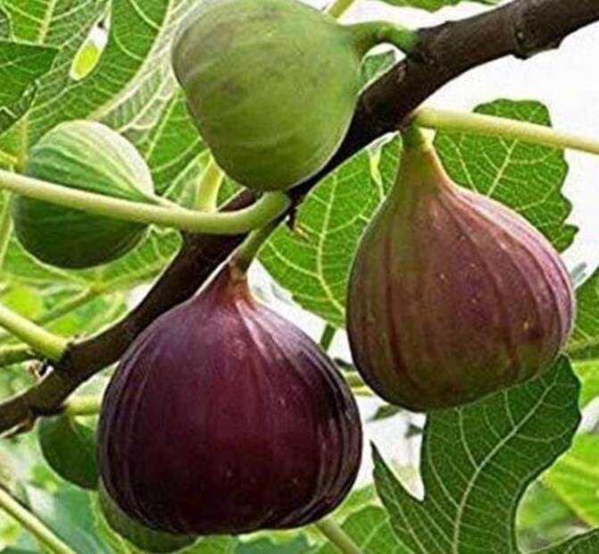 হাড়ের স্বাস্থ্যের জন্য: ডুমুর ম্যাগনেশিয়াম এবং ক্যালসিয়ামের মতো জরুরি পুষ্টি উপাদানে ভরপুর। ফলে ডুমুর হাড়ের ঘনত্ব বা বোন ডেনসিটি বাড়াতে সাহায্য করে। Representative Image