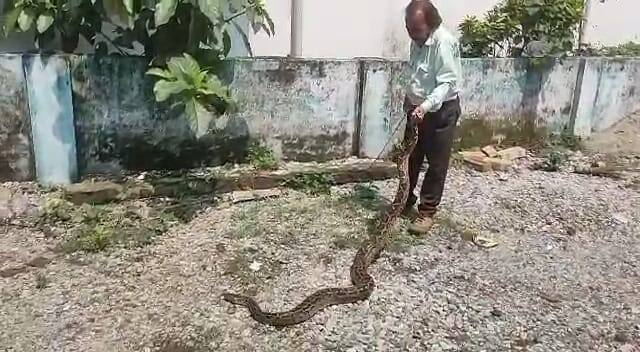 মিন্টু চৌধুরীর হাতে ইন্ডিয়ান রক পাইথন