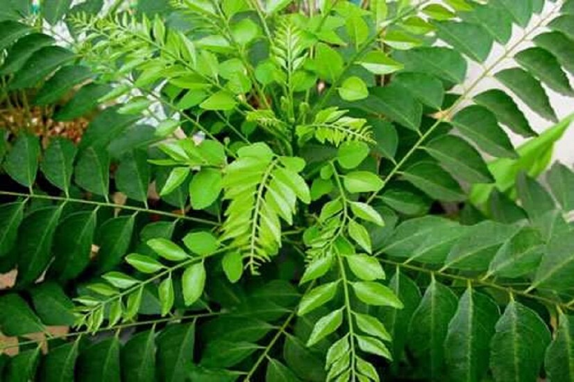 এতে এথিল অ্যাসিস্যান্ট, মহানিম্বাইন, ডাইক্লোরেমেথেনের মত পুষ্টিগুণ বর্তমান ৷ প্রতীকী ছবি ৷