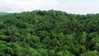 শুধু গাছের সংখ্যা বাড়ালেই হবে না! পরিবেশ বাঁচাতে আরও বেশ কিছু পদ্ধতিতে বনের প্রকৃতি রক্ষার দায়িত্ব নিন