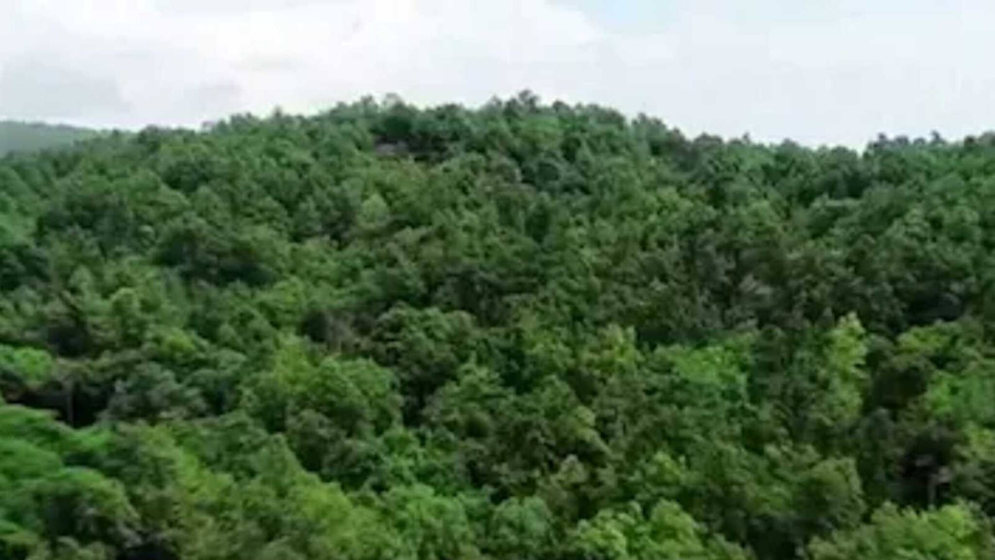 EXPLAINED | Climate: শুধু গাছের সংখ্যা বাড়ালেই হবে না! পরিবেশ বাঁচাতে আরও বেশ কিছু পদ্ধতিতে বনের প্রকৃতি রক্ষার দায়িত্ব নিন