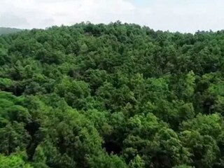 শুধু গাছের সংখ্যা বাড়ালেই হবে না! পরিবেশ বাঁচাতে আরও বেশ কিছু পদ্ধতিতে বনের প্রকৃতি রক্ষার দায়িত্ব নিন