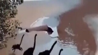 Viral Video Viral Video