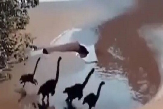 Viral Video