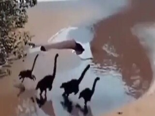 Viral Video