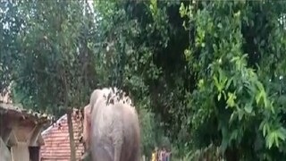 স্থানীয় সূত্রে জানা গিয়েছে গতকাল গভীর রাতে শাবক-সহ ১২ টি হাতির একটি দল ঢুকে পড়ে মল্লিকশোভা এলাকায়। এরপর হাতির দলটি হামলা চালায় আমিনা বেগমের বাড়িতে। সে সময় তিন সন্তান নিয়ে ঘুমিয়ে ছিলেন আমিনা বেগম। হাতির হামলা থেকে বাঁচার জন্য তিনি সেখান থেকে তিন সন্তানকে নিয়ে আশ্রয় নেন পাশের পঞ্চায়েত সদস্যের বাড়িতে। এরপর হাতির দলটি তাদেরকে তাড়া করতে করতে পঞ্চায়েত সদস্যের বাড়িতেও হামলা চালায়। এরপর একে একে চারটি বাড়ি ভেঙে তছনছ করে দেয় হাতির দল। সেই সঙ্গে ঘরে মজুত খাবারও সাবার করে। স্থানীয় সূত্রে জানা গিয়েছে গতকাল গভীর রাতে শাবক-সহ ১২ টি হাতির একটি দল ঢুকে পড়ে মল্লিকশোভা এলাকায়। এরপর হাতির দলটি হামলা চালায় আমিনা বেগমের বাড়িতে। সে সময় তিন সন্তান নিয়ে ঘুমিয়ে ছিলেন আমিনা বেগম। হাতির হামলা থেকে বাঁচার জন্য তিনি সেখান থেকে তিন সন্তানকে নিয়ে আশ্রয় নেন পাশের পঞ্চায়েত সদস্যের বাড়িতে। এরপর হাতির দলটি তাদেরকে তাড়া করতে করতে পঞ্চায়েত সদস্যের বাড়িতেও হামলা চালায়। এরপর একে একে চারটি বাড়ি ভেঙে তছনছ করে দেয় হাতির দল। সেই সঙ্গে ঘরে মজুত খাবারও সাবার করে।