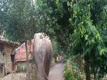 স্থানীয় সূত্রে জানা গিয়েছে গতকাল গভীর রাতে শাবক-সহ ১২ টি হাতির একটি দল ঢুকে পড়ে মল্লিকশোভা এলাকায়। এরপর হাতির দলটি হামলা চালায় আমিনা বেগমের বাড়িতে। সে সময় তিন সন্তান নিয়ে ঘুমিয়ে ছিলেন আমিনা বেগম। হাতির হামলা থেকে বাঁচার জন্য তিনি সেখান থেকে তিন সন্তানকে নিয়ে আশ্রয় নেন পাশের পঞ্চায়েত সদস্যের বাড়িতে। এরপর হাতির দলটি তাদেরকে তাড়া করতে করতে পঞ্চায়েত সদস্যের বাড়িতেও হামলা চালায়। এরপর একে একে চারটি বাড়ি ভেঙে তছনছ করে দেয় হাতির দল। সেই সঙ্গে ঘরে মজুত খাবারও সাবার করে।