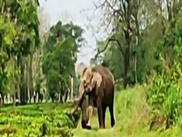 শাবকের দেহ নিয়ে যাওয়ার চেষ্টা মা হাতির৷ 