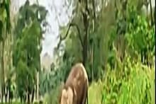 ৩ দিনের চেষ্টার পর মৃত হস্তিশাবক উদ্ধার, দেখুন সেই মর্মান্তিক দৃশ্য