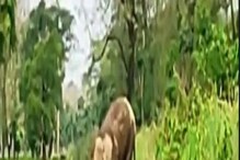 ৩ দিনের চেষ্টার পর মৃত হস্তিশাবক উদ্ধার, দেখুন সেই মর্মান্তিক দৃশ্য ৩ দিনের চেষ্টার পর মৃত হস্তিশাবক উদ্ধার, দেখুন সেই মর্মান্তিক দৃশ্য