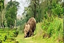 মৃত সন্তানকে শুঁড়ে জড়িয়ে হেঁটে চলেছে মা হাতি, দেখুন ভিডিও মৃত সন্তানকে শুঁড়ে জড়িয়ে হেঁটে চলেছে মা হাতি, দেখুন ভিডিও
