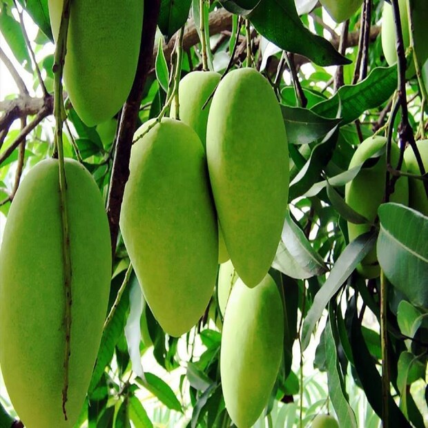 ফজলি-- ১৮০০ সালে মালদহ জেলার কালেক্টর রাজভেনশ এই আমের নামকরণ করেন 'ফজলি'। কথিত, ফজলি বিবি নামক এক প্রৌঢ়া বাস করতেন স্বাধীন সুলতানদের ধ্বংসপ্রাপ্ত গৌড়ের একটি প্রাচীন কুঠিতে। তাঁর বাড়ির উঠোনেই ছিল একটি আমগাছ। ফজলি এই গাছটির খুব যত্ন নিতেন। এলাকার ফকির বা সন্ন্যাসীরা সেই আমের ভাগ পেতেন। কালেক্টর রাজভেনশ একবার ফজলি বিবির কুঠিরের কাছে শিবির স্থাপন করেন। তাঁর আগমনের খবর পেয়ে ফজলি বিবি সেই আম নিয়ে তাঁর সঙ্গে দেখা করেন। রাজভেনশ সেই আম খেয়ে খুবই তৃপ্ত হন। জানতে চান, সেই নামের নাম। কিন্তু ইংরেজি না বুঝে নিজের নাম বলে দেন ফজলি বিবি। সেই থেকেই এই আমের নাম হয় 'ফজলি'।