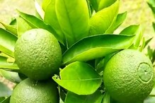 লেবুর মতো দেখতে এগুলি কী বলুন তো! মুর্শিদাবাদের কৃষক তাক লাগিয়ে দিয়েছেন চাষ করে লেবুর মতো দেখতে এগুলি কী বলুন তো! মুর্শিদাবাদের কৃষক তাক লাগিয়ে দিয়েছেন চাষ করে