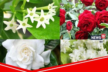 কোন ৫ সুগন্ধি ফুলে সাজাবেন আপনার সাধের ছোট্ট ব্যালকনি? দেখে নিন... কোন ৫ সুগন্ধি ফুলে সাজাবেন আপনার সাধের ছোট্ট ব্যালকনি? দেখে নিন...
