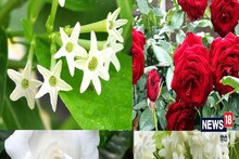 কোন ৫ সুগন্ধি ফুলে সাজাবেন আপনার সাধের ছোট্ট ব্যালকনি? দেখে নিন...