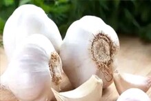 Garlic Vegetable or Masala|| রসুন সবজি নাকি মশলা? ৯০ শতাংশ মানুষই ভুল উত্তর দিয়েছেন! আপনি জানেন? Garlic Vegetable or Masala|| রসুন সবজি নাকি মশলা? ৯০ শতাংশ মানুষই ভুল উত্তর দিয়েছেন! আপনি জানেন?
