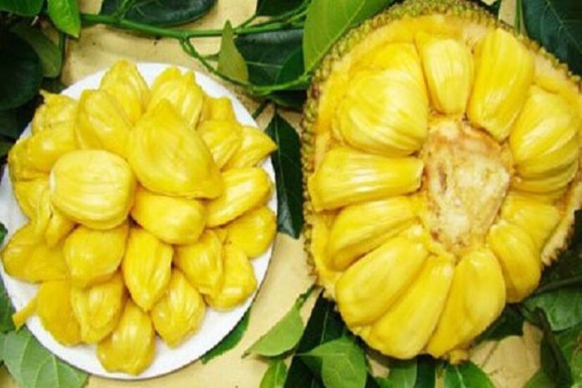 কাঁঠালও একদমই খাওয়া উচিৎ নয় কেননা যাঁদের ব্লাড সুগার আছে ৷ কাঁঠাল খাওয়া মানে অতিরিক্ত মাত্রায় শর্করা শরীরে প্রবেশ করবে ৷ প্রতীকী ছবি ৷