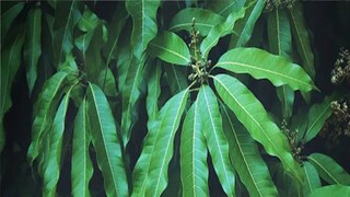 আমের পাতা শরীরে ইনসুলিন উৎপাদন এবং গ্লুকোজ বিতরণকে উন্নত করে। এগুলি ফাইবার, পেকটিন এবং ভিটামিন সি-এর একটা ভাল উৎস৷ এগুলি ডায়াবেটিস রোগী এবং যাদের উচ্চ মাত্রায় কোলেস্টেরল রয়েছে তাদের জন্য উপকারী৷ আমের পাতা বিশ্বের অনেক জায়গায় রান্না করে খাওয়া হয়।