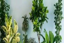 মা-দিবসে কী উপহার দেবেন ভেবেছেন? এখানে রইল কিছু অভিনব উপহারের তালিকা...