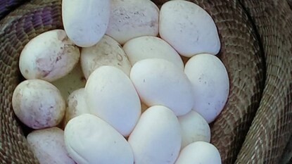 এক সঙ্গে সতেরোটি ডিম পেড়েছে বর্ধমানের রমনাবাগান মিনি জু’ তে থাকা একটি গোখরো এক সঙ্গে সতেরোটি ডিম পেড়েছে বর্ধমানের রমনাবাগান মিনি জু’ তে থাকা একটি গোখরো