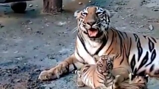 চোখ ফুটতেই চার রয়্যল বেঙ্গল টাইগারের ছটফটানিও বেড়েছে