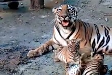 শাবকদের দুষ্টুমিতে বাঘিনী শিলা এখন বেজায় ব্যস্ত, দেখুন ওদের ‘বাঘবেলার’ ভিডিও