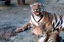 শাবকদের দুষ্টুমিতে বাঘিনী শিলা এখন বেজায় ব্যস্ত, দেখুন ওদের ‘বাঘবেলার’ ভিডিও শাবকদের দুষ্টুমিতে বাঘিনী শিলা এখন বেজায় ব্যস্ত, দেখুন ওদের ‘বাঘবেলার’ ভিডিও