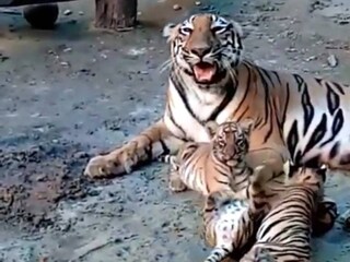 চোখ ফুটতেই চার রয়্যল বেঙ্গল টাইগারের ছটফটানিও বেড়েছে
