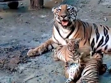 চোখ ফুটতেই চার রয়্যল বেঙ্গল টাইগারের ছটফটানিও বেড়েছে