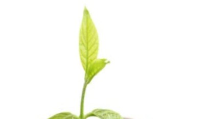 Green Fixed Deposit Green Fixed Deposit