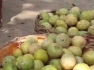 যে পাকা বেল থেকে সরবত তৈরি হয়, কীভাবে তা পাকানো হয়, সে সব কথা অনেকেরই অজানা