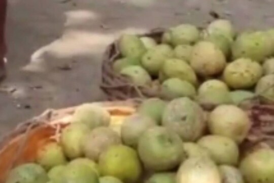 যে পাকা বেল থেকে সরবত তৈরি হয়, কীভাবে তা পাকানো হয়, সে সব কথা অনেকেরই অজানা