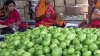 Guava Agriculture in Habra Guava Agriculture in Habra