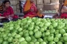 হাবড়ার পেয়ারাও এখন পাড়ি দিচ্ছে ভিন রাজ্যে, লাভের মুখ দেখছেন চাষিরা হাবড়ার পেয়ারাও এখন পাড়ি দিচ্ছে ভিন রাজ্যে, লাভের মুখ দেখছেন চাষিরা