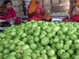 Guava Agriculture in Habra
