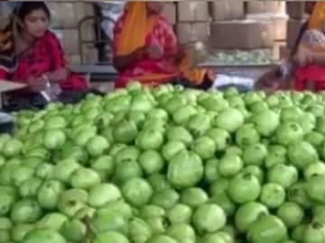 Guava Agriculture in Habra