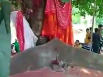 বিয়ে দেওয়া হয়েছে বট ও অশ্বত্থ গাছের মধ্যে
