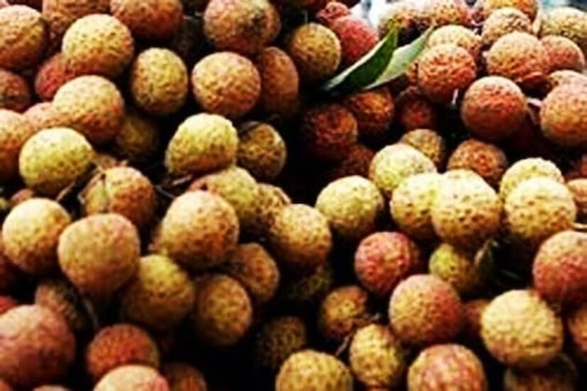 স্ক্যাল্প পরিষ্কার রেখে চুলের ক্ষতি মেরামত করে লিচু৷ পুষ্টির যোগান দিয়ে বাড়িয়ে তোলে চুলের ঘনত্ব৷ নতুন চুল জন্মাতে ও চুল লম্বা করতেও কার্যকর লিচুর মাস্ক৷
