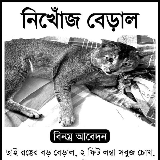 ইতিমধ্যেই পোস্টার ছাপিয়ে সংবাদপত্রের সঙ্গে জেলা শহরের বাবুপাড়া এলাকা-সহ বিভিন্ন এলাকায় নিখোঁজের সন্ধান পেতে প্রচার চালানো হয়। শনিবার বিকেল থেকে শহরজুড়ে মাইকিং করা হয়। এর পরও যদি 'চিগি'র খোঁজ না মেলে , পুলিশের দ্বারস্থ হয়ে স্নিফার ডগ এর সাহায্যে খোঁজ শুরু করার ভাবনা ওই পরিবারের।
