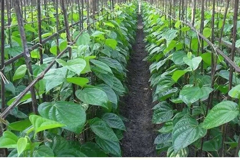 যৌন খিদেও বাড়িয়ে তোলে পানপাতার নির্যাস৷ পানের সঙ্গে সুপুরির যুগলবন্দিকে দীর্ঘ দিন ধরেই সেক্স ড্রাইভ বা যৌন খিদে বৃদ্ধির হাতিয়ার বলে মনে করা হয়৷ 