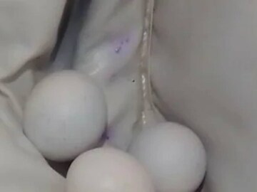 Eggs of Lizard