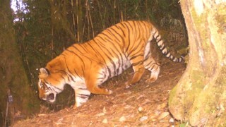 Tiger Census