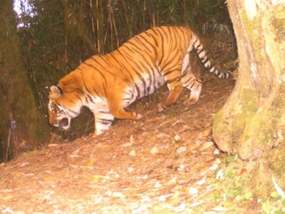 Tiger Census
