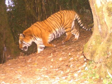 Tiger Census