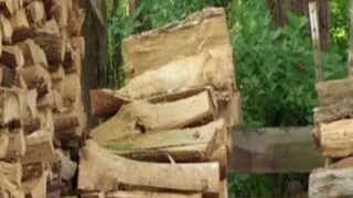 If you see the picture, this cat is really hard to find.
