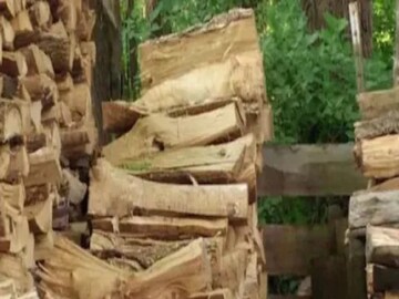 If you see the picture, this cat is really hard to find.
