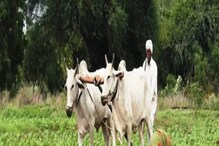 আগামী কিস্তির টাকা পাওয়ার জন্য অবশ্যই করতে হবে এই কাজ, হাতে নেই আর বেশি সময় আগামী কিস্তির টাকা পাওয়ার জন্য অবশ্যই করতে হবে এই কাজ, হাতে নেই আর বেশি সময়