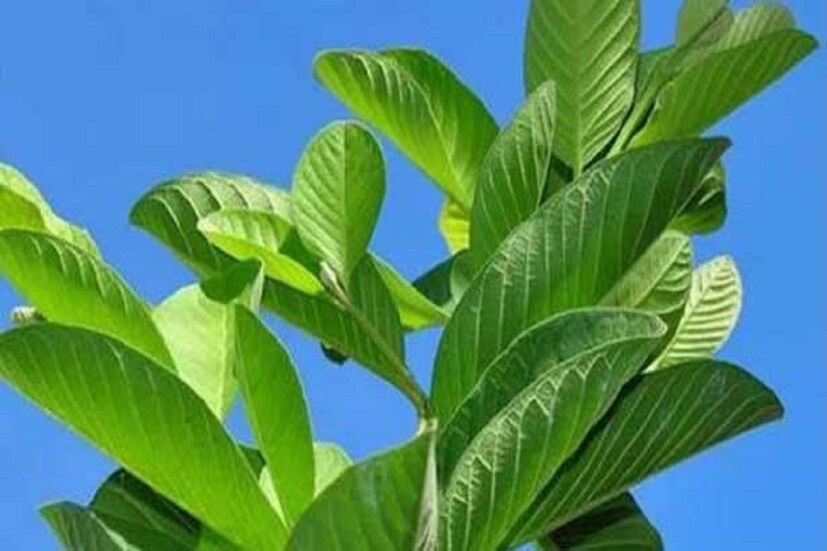 ব্রন ও ব্ল্যাকহেডের জন্য: এক মুঠো পেয়ারা পাতা, ৫ টেবিল চামচ জল, এক চিমটে হলুদ গুঁড়ো, ১ টেবিল-চামচ অ্যালোভেরা জেল ৷ প্রতীকী ছবি ৷