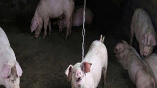 African Swine Fever in India 