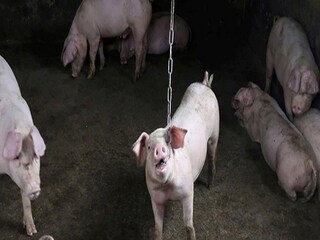 African Swine Fever in India 